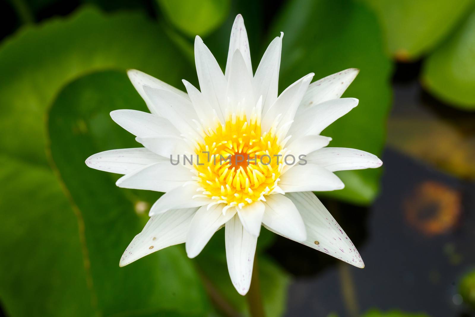 white lotus by darkkong