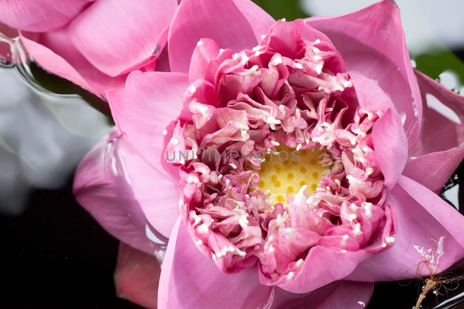 close up pink lotus in water