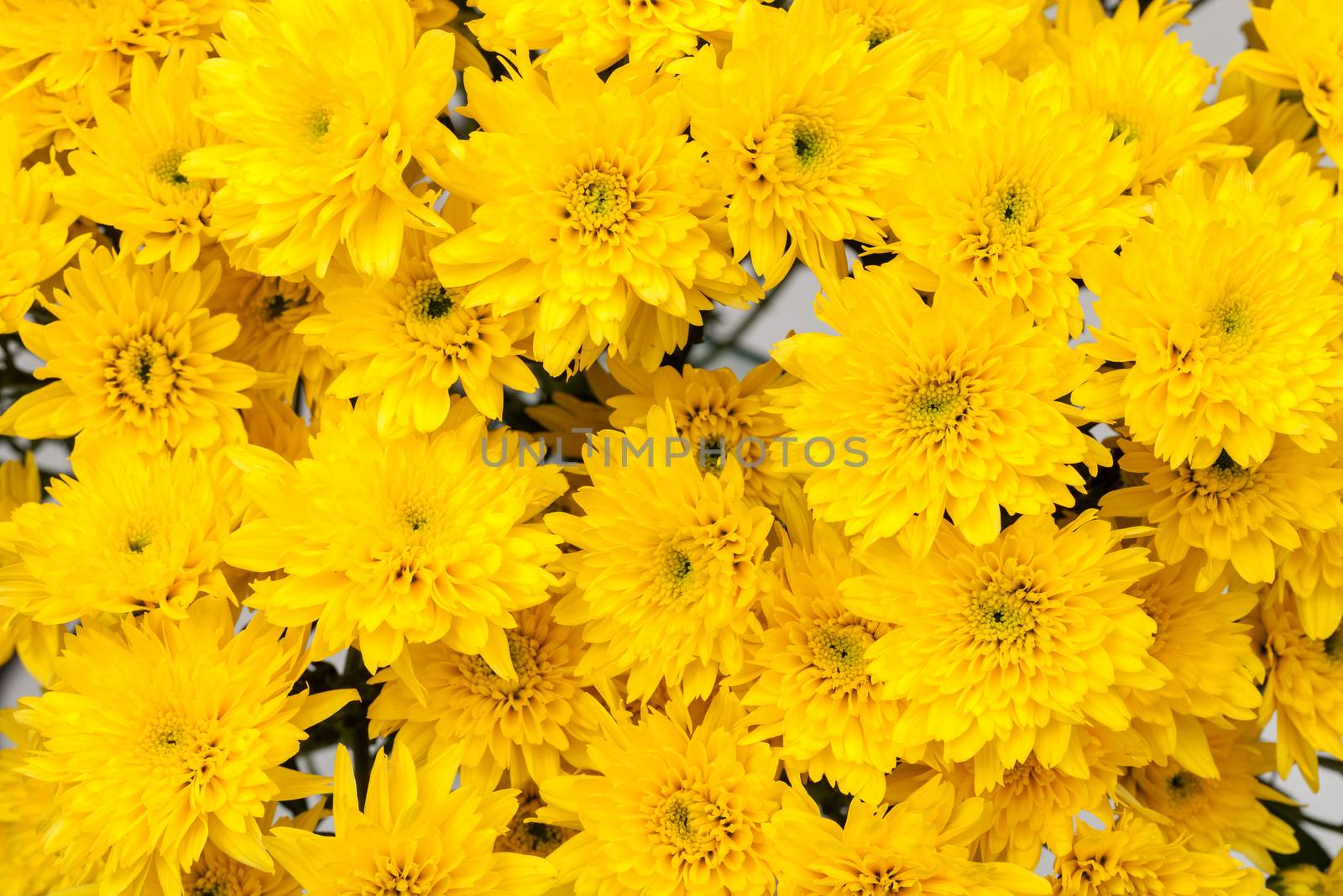 yellow chrysanthemum flower by darkkong