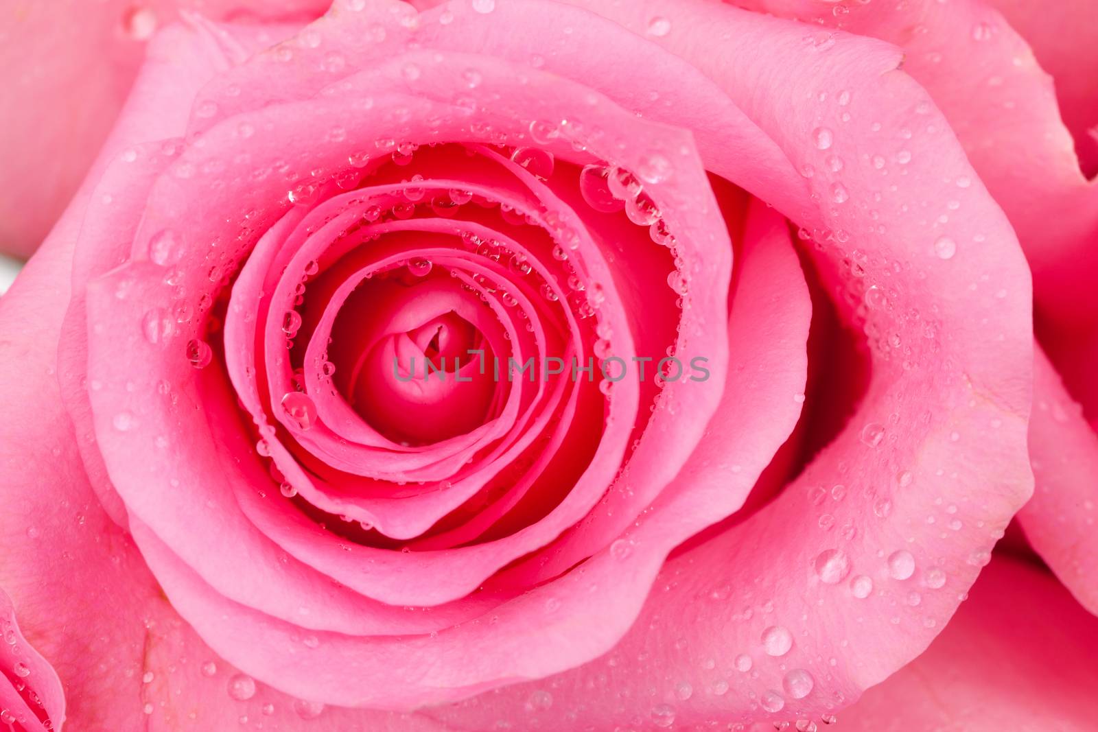 close up of pink rose