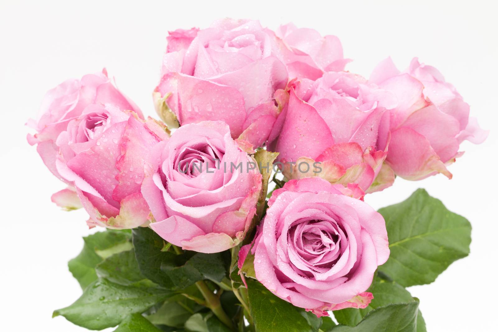 close up  violet rose on white background