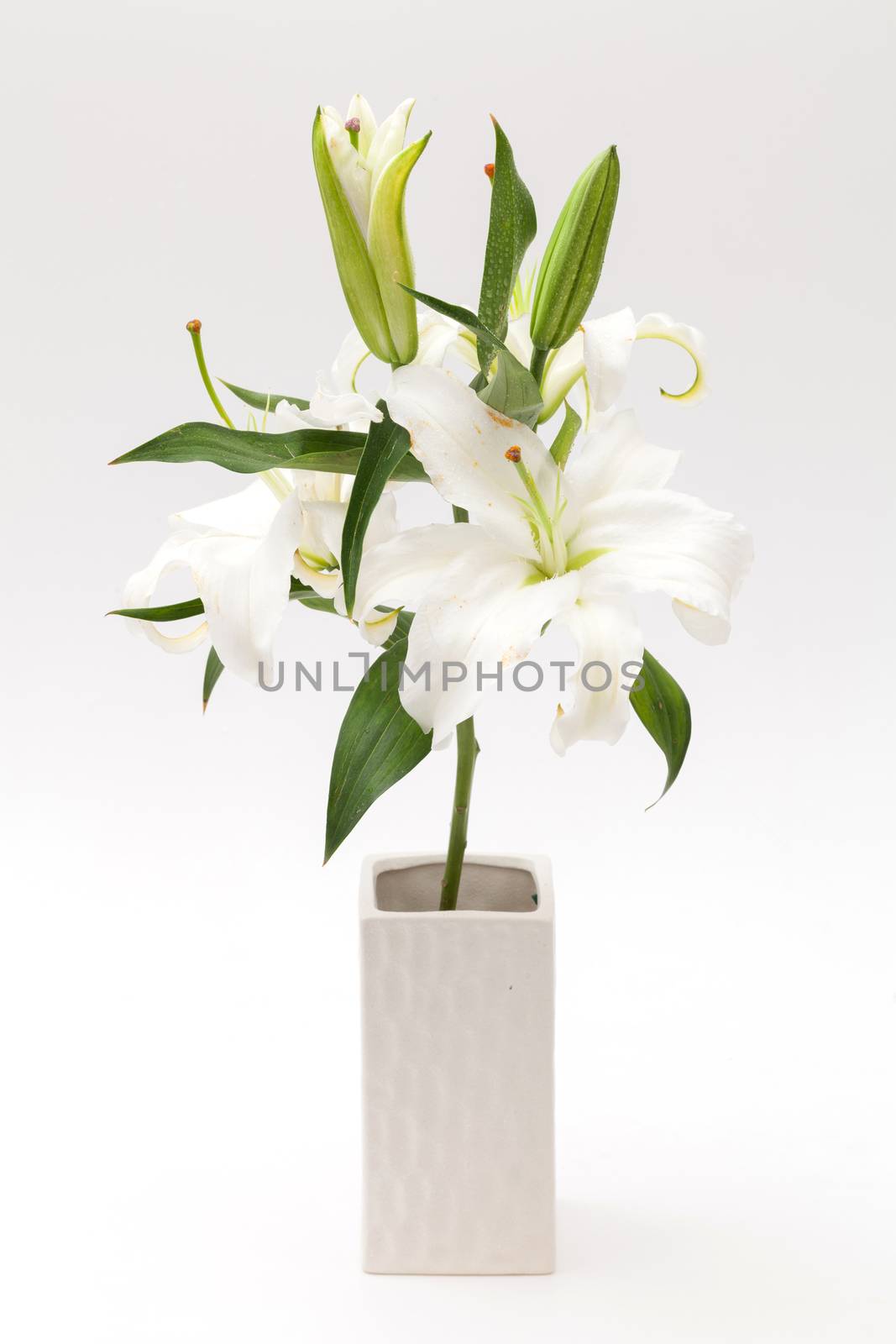 white liiy in white vase