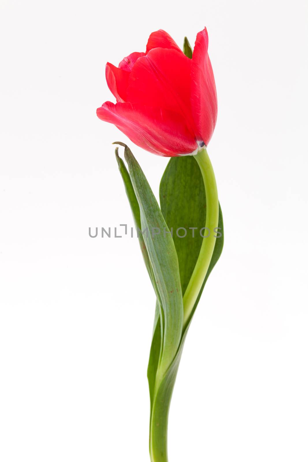 single red tulip on white background