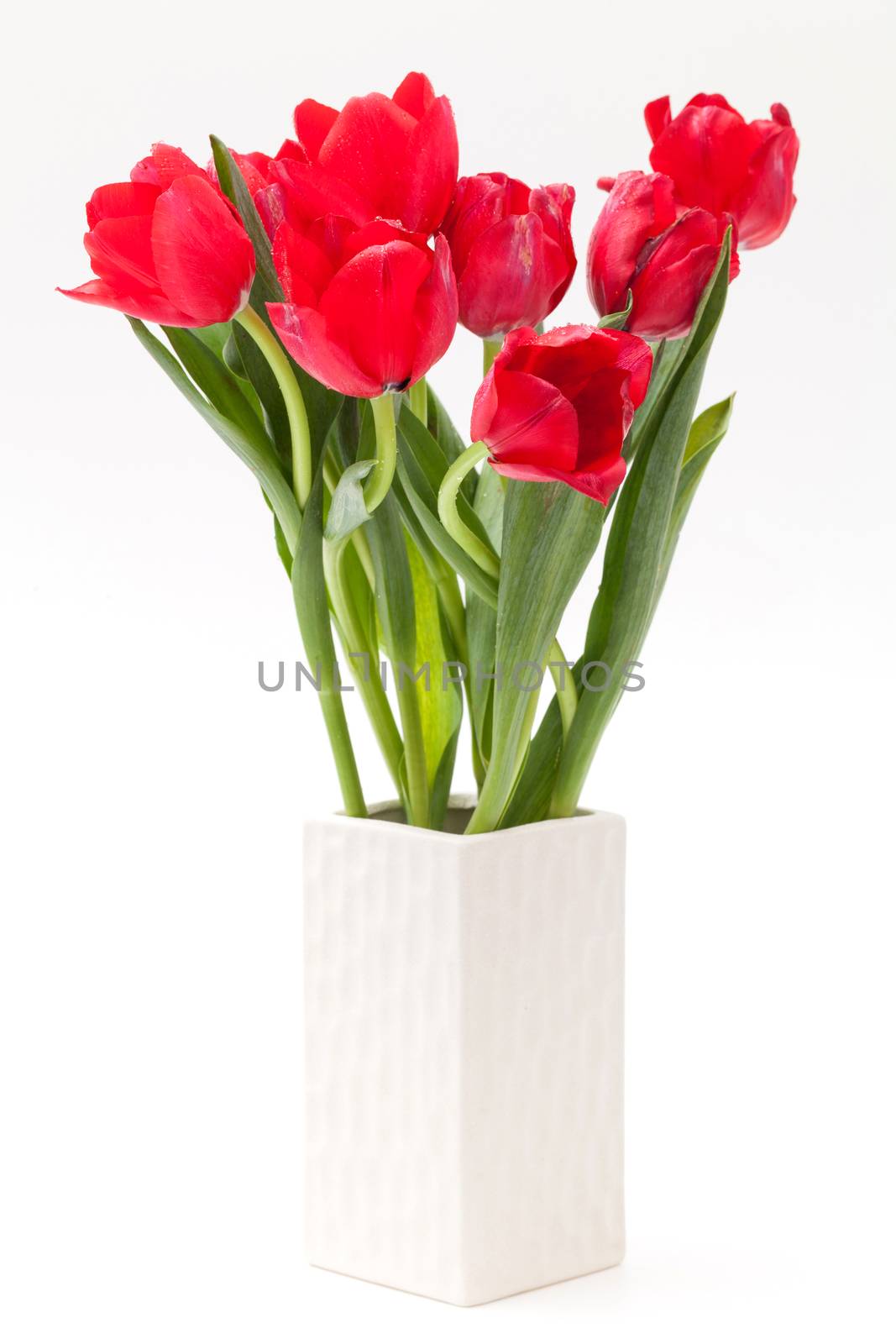 tulip in vase by darkkong