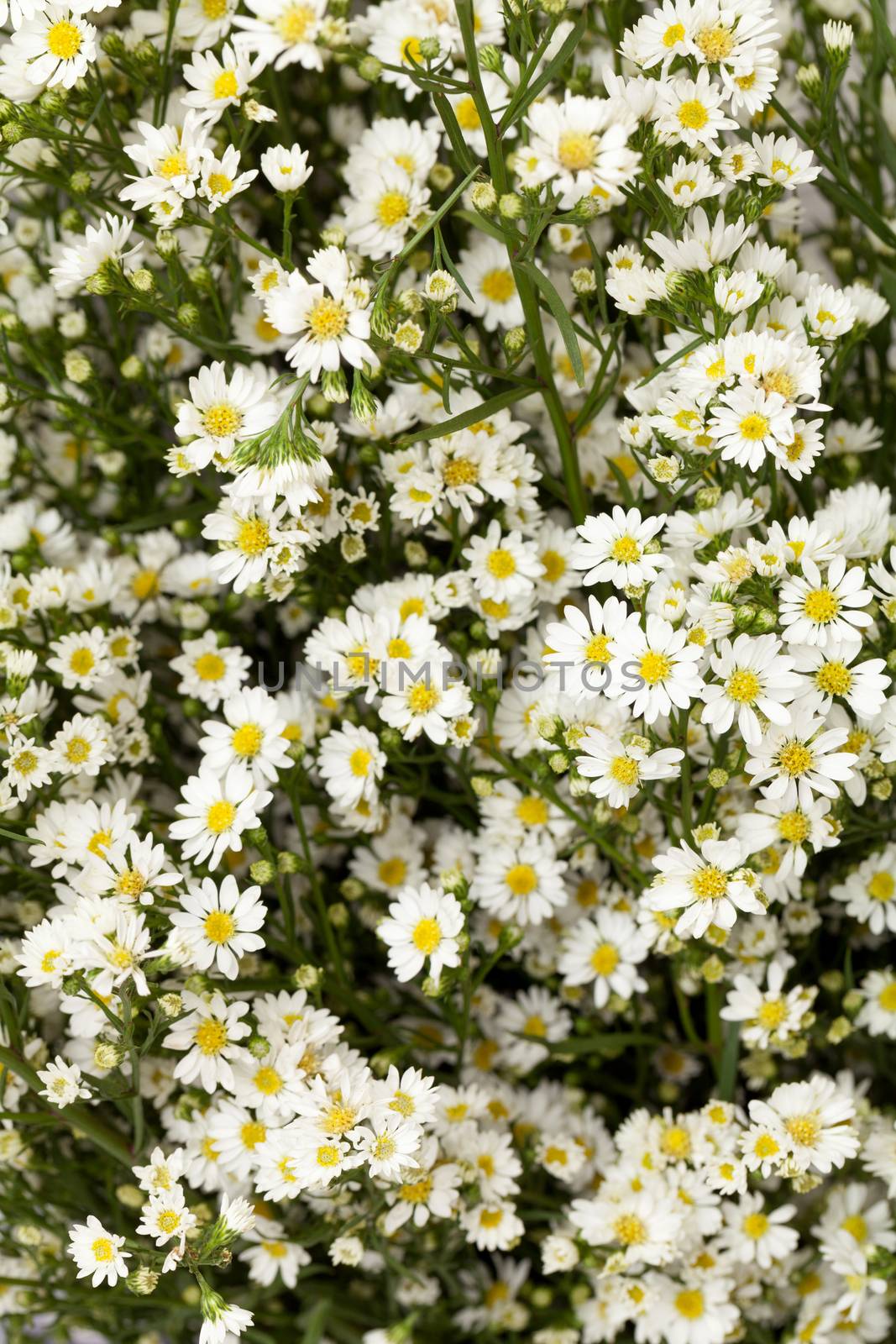 close up white cutter flower