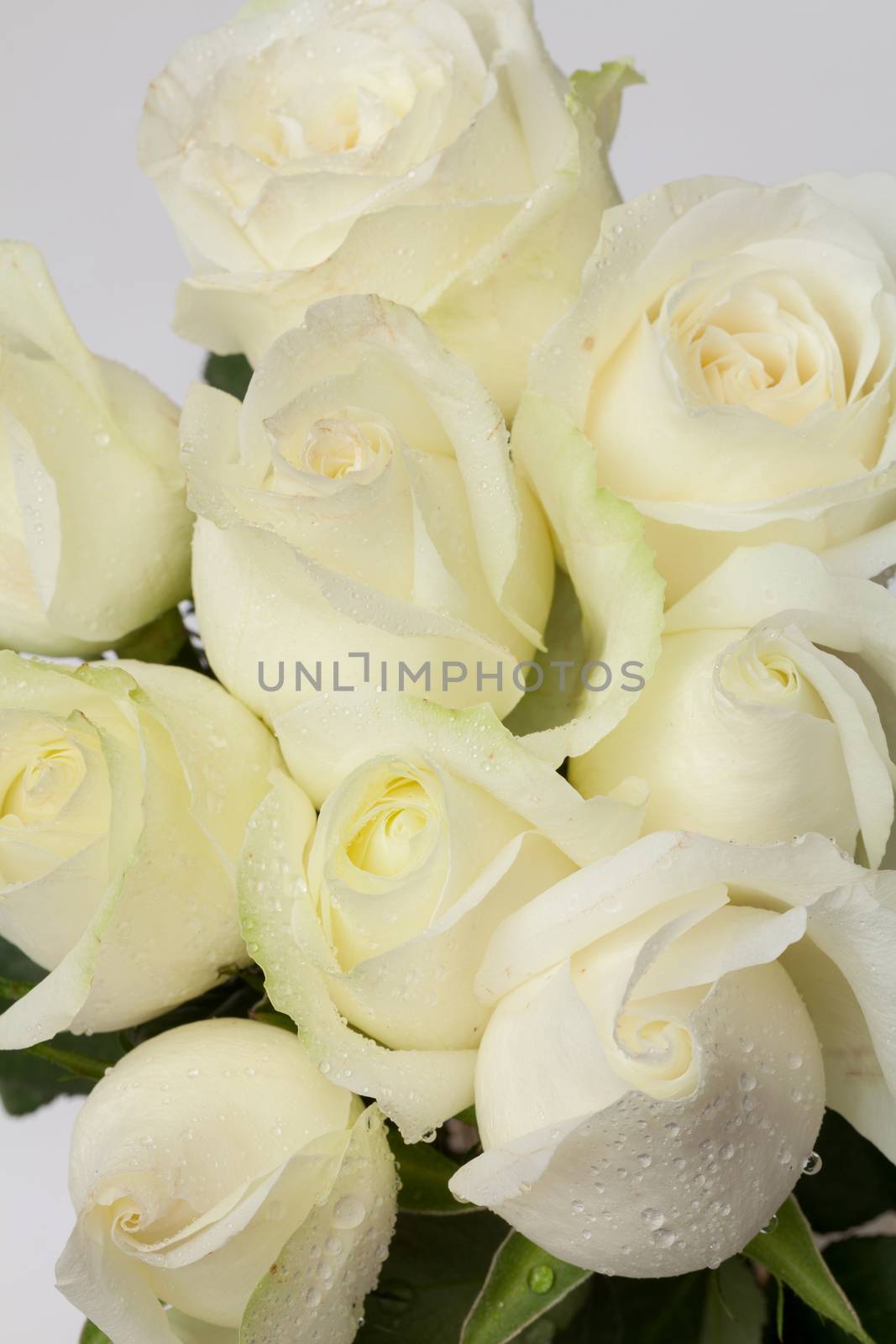 close up of white rose