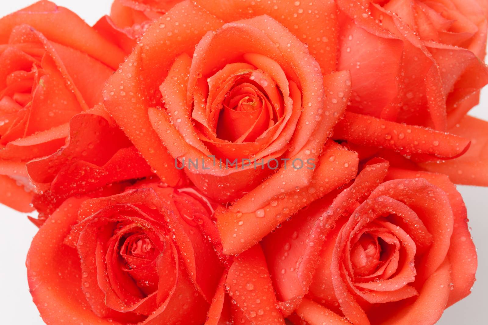 close up of orange rose