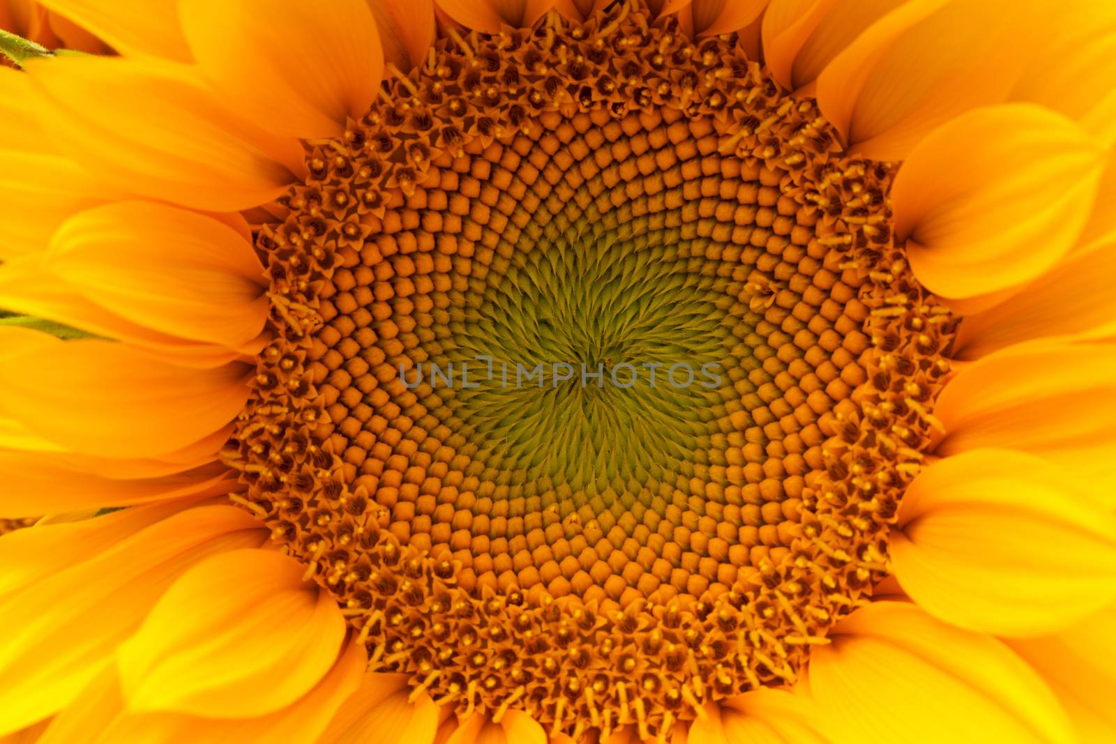 close up the center of a  sunflower by darkkong