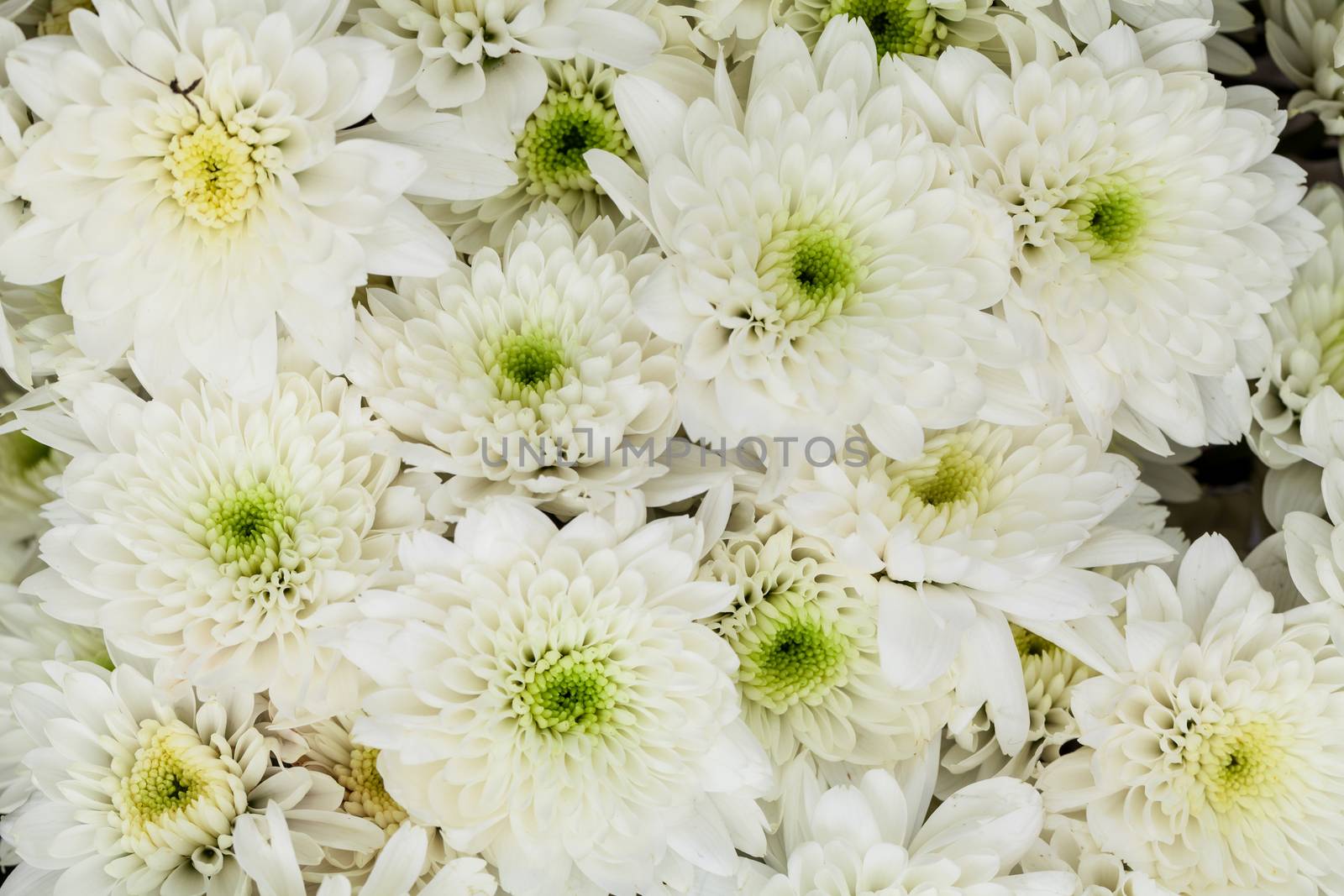 close up of white  chrysanthemum