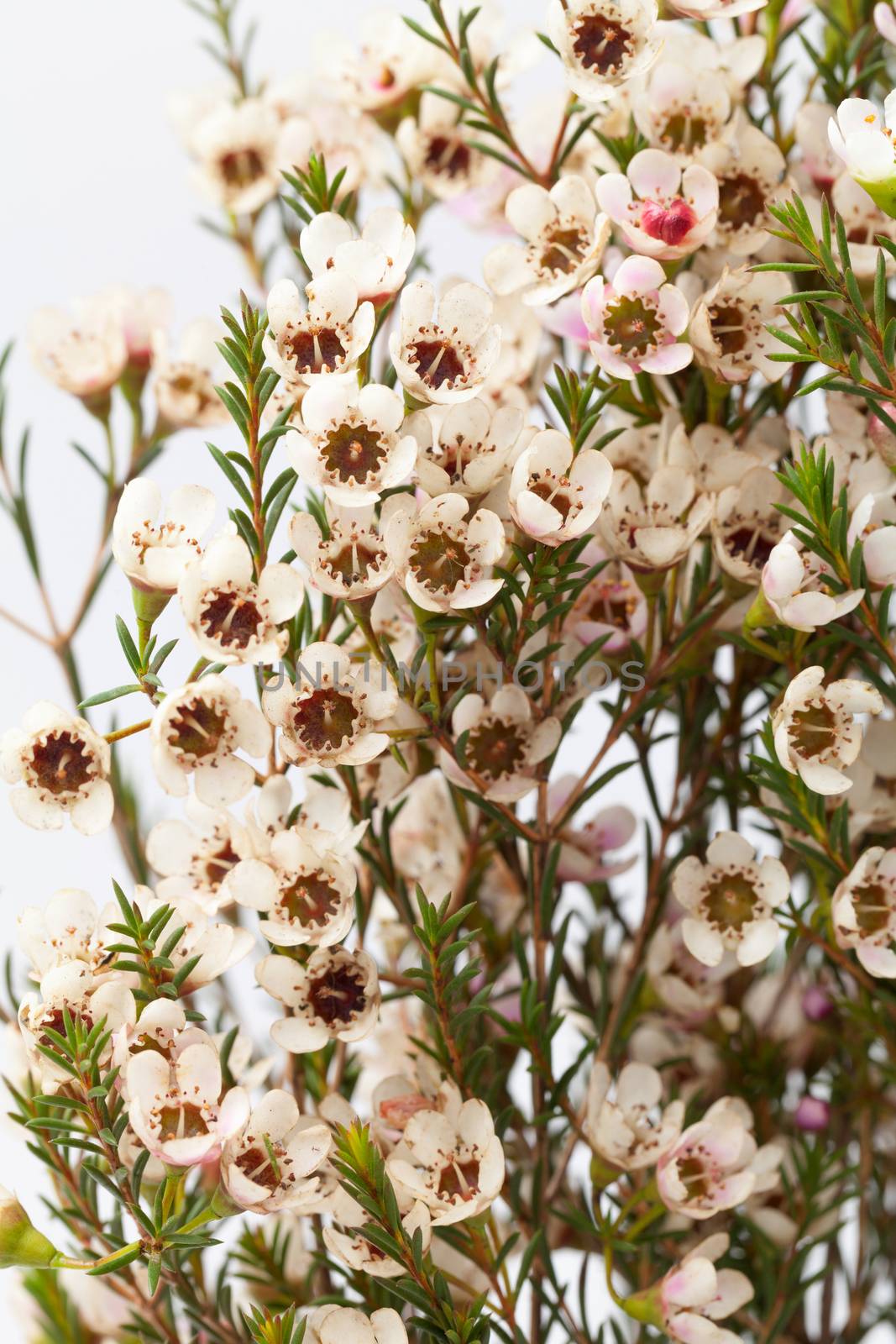 wax flower on white background