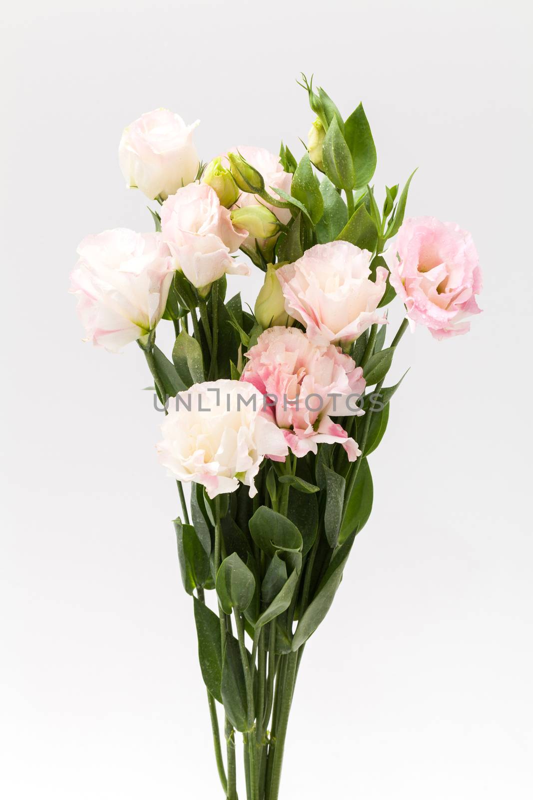 lisianthus flower on white background