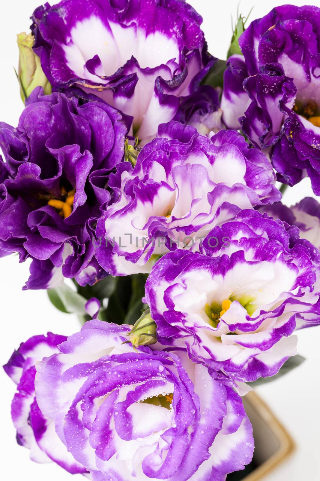 close up violet lisianthus flower