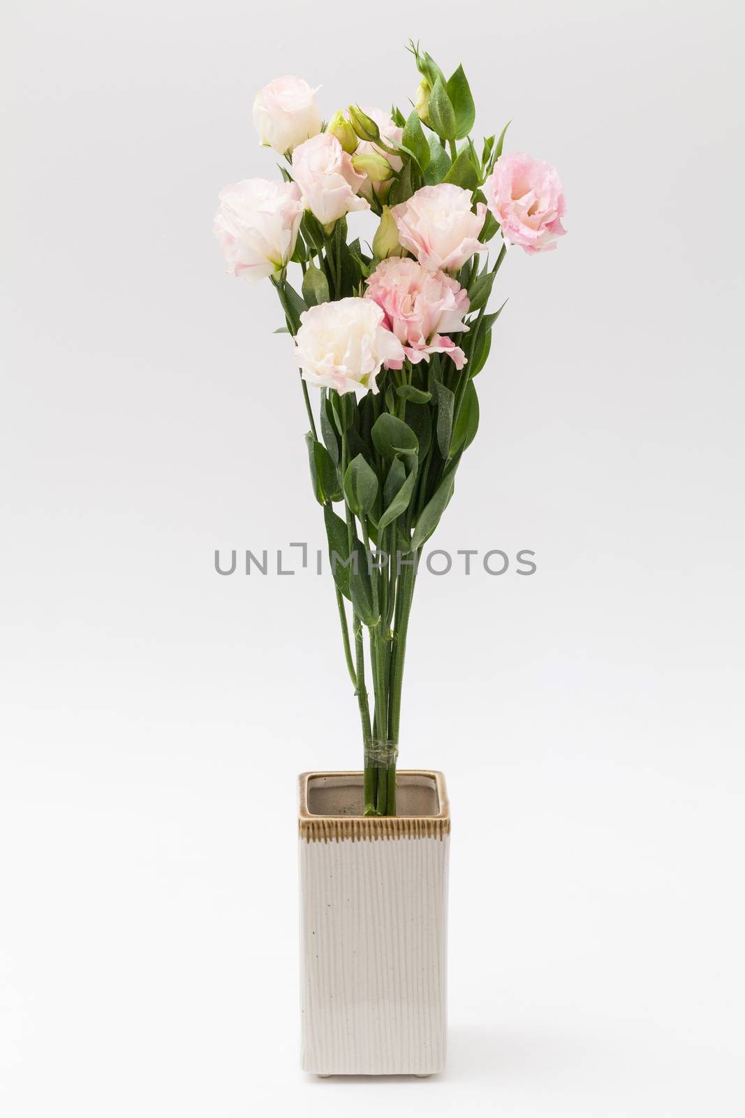 lisianthus flower on white background