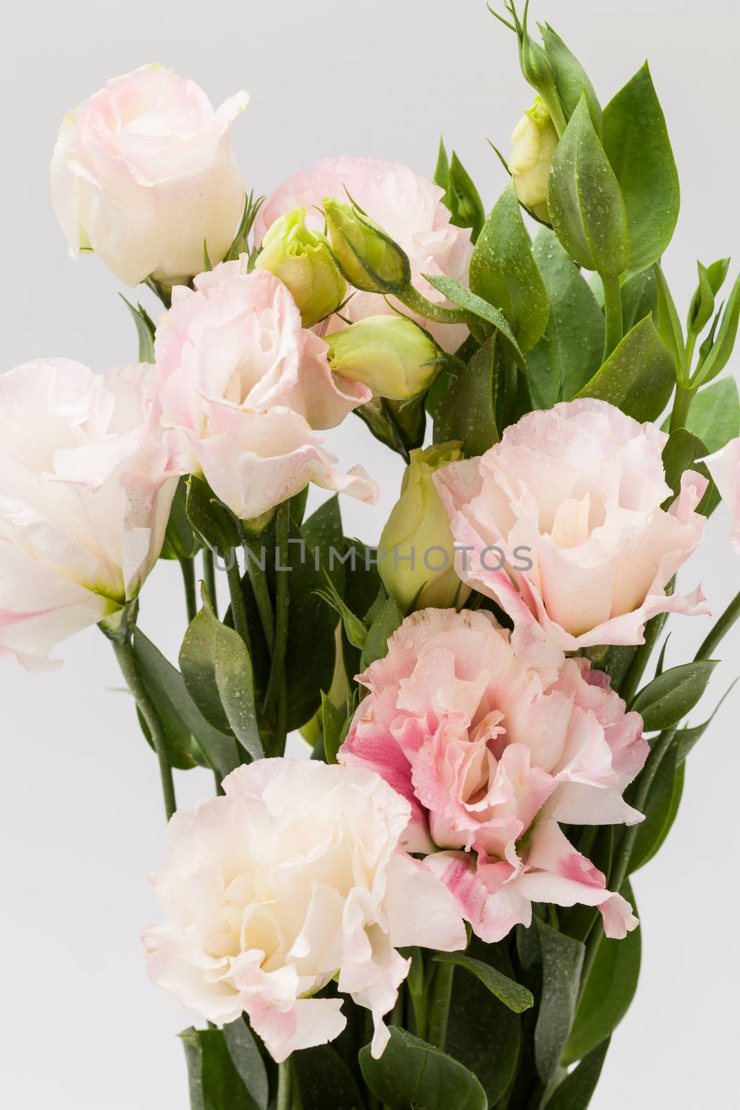 close up pink lisianthus flower