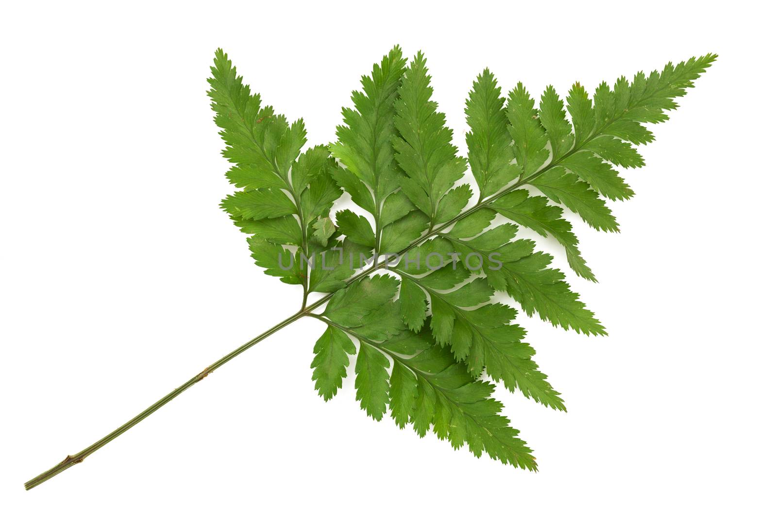 foot fern on white back ground