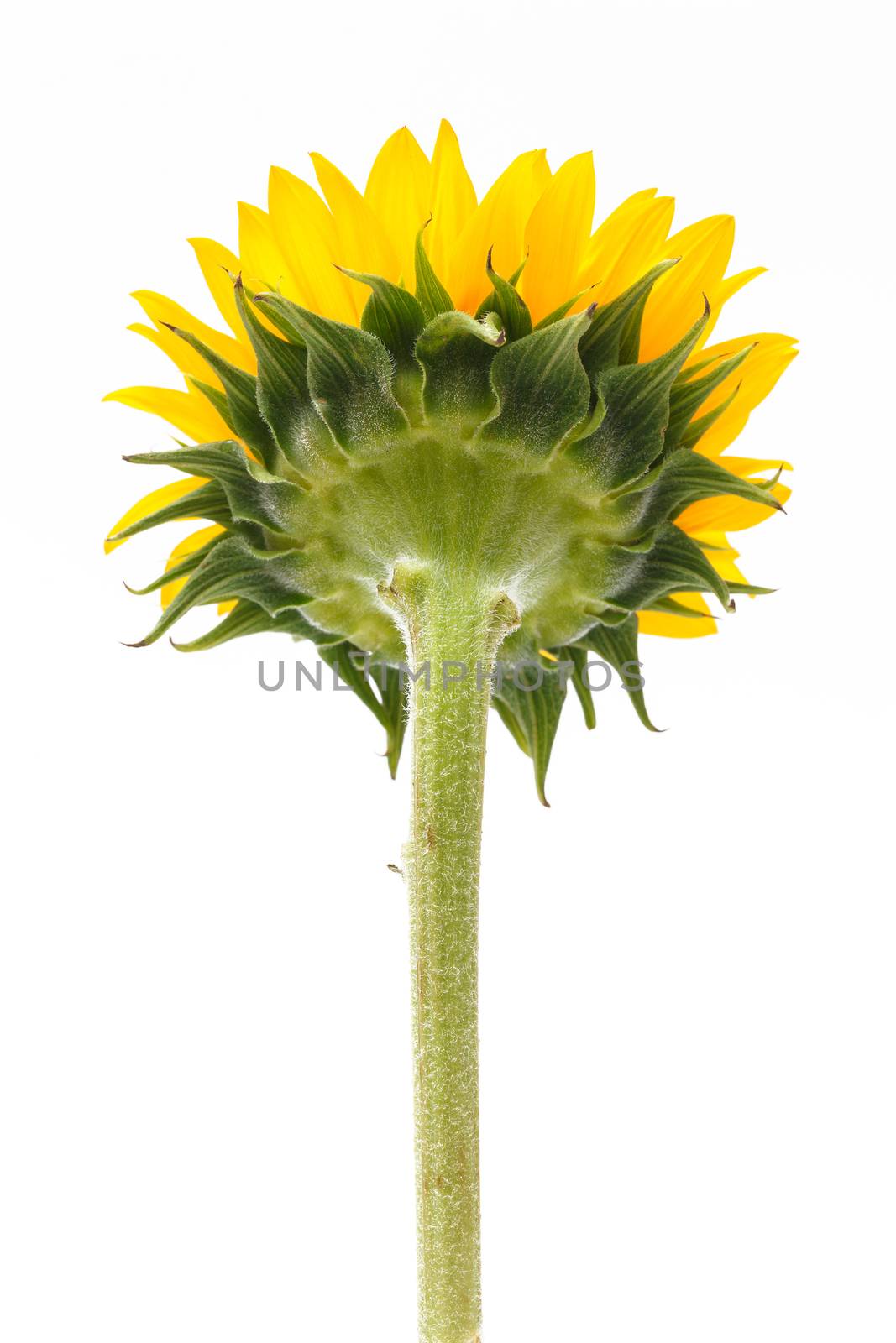 close up back of sun flower