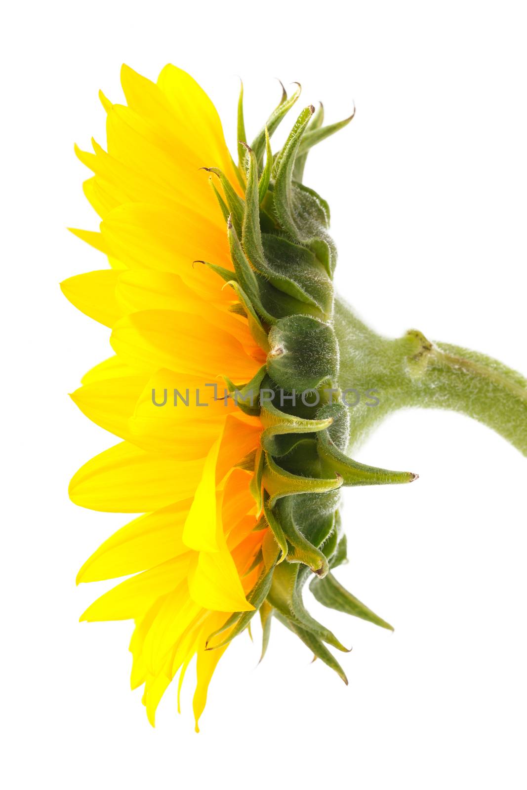 close up side of sun flower