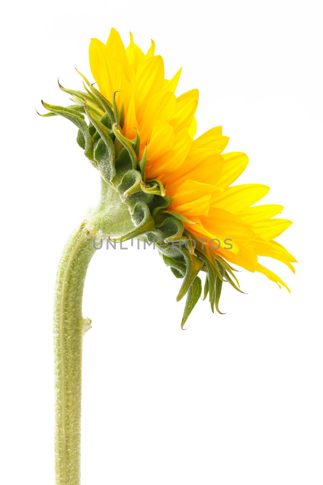 close up side of sun flower