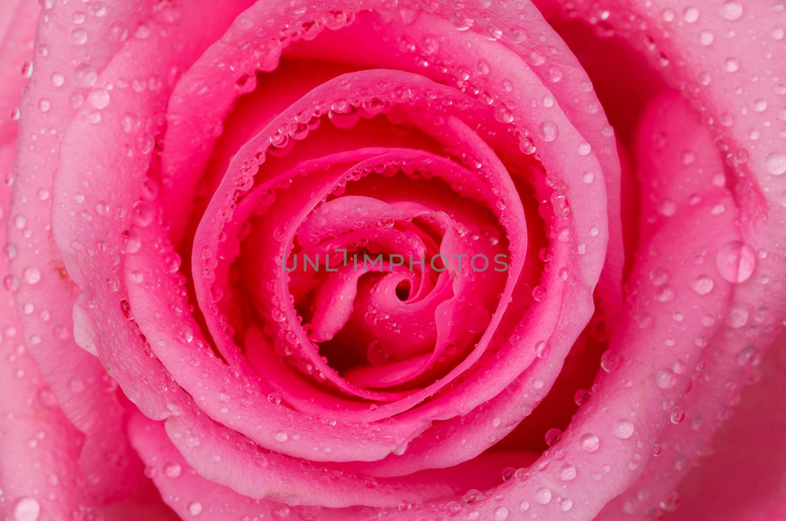 pink rose by darkkong