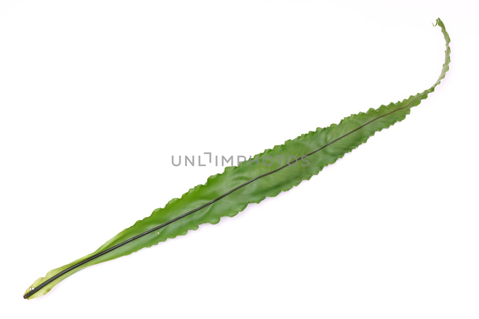 bird’s nest fern on white background