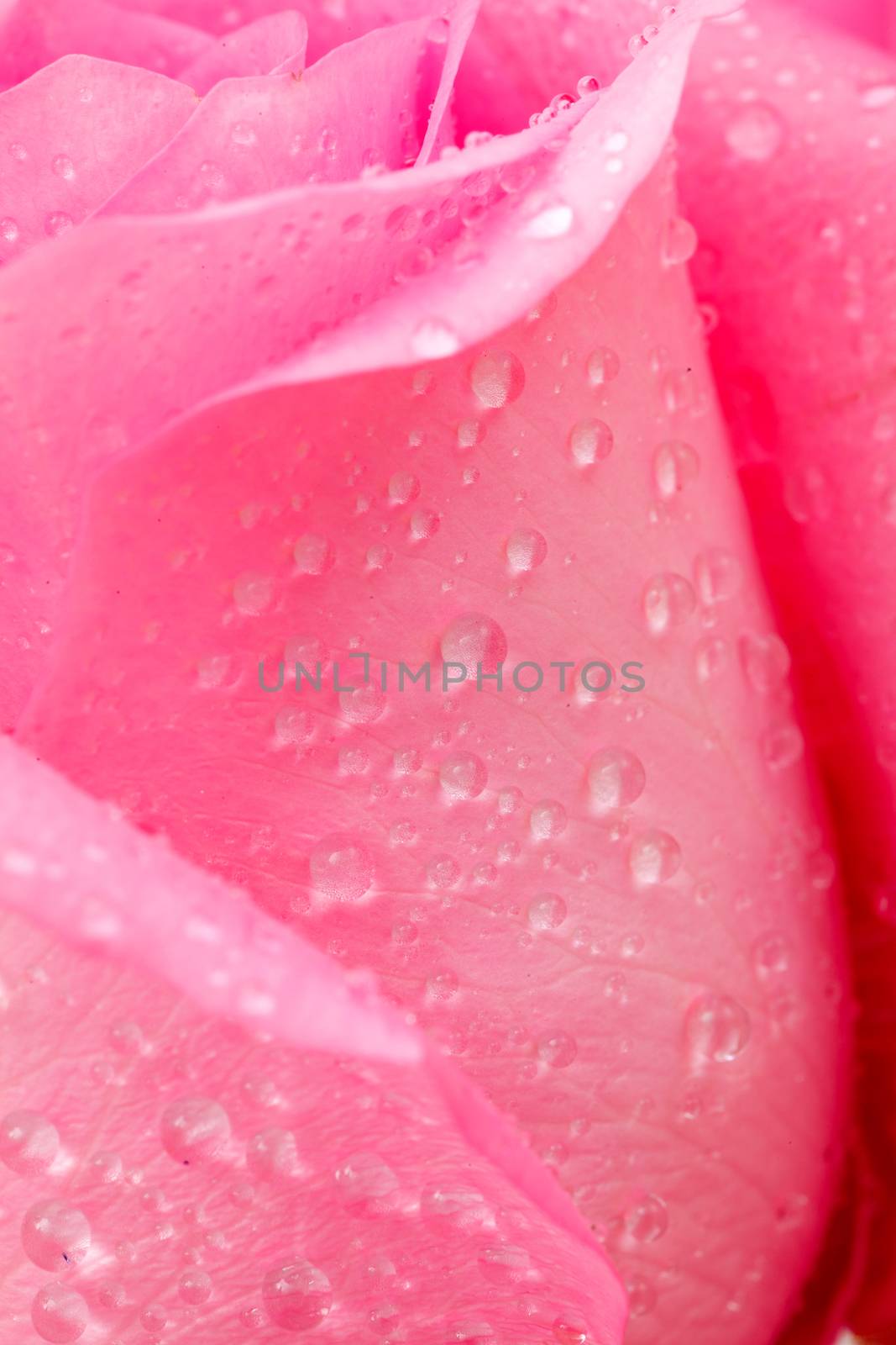 pink rose by darkkong