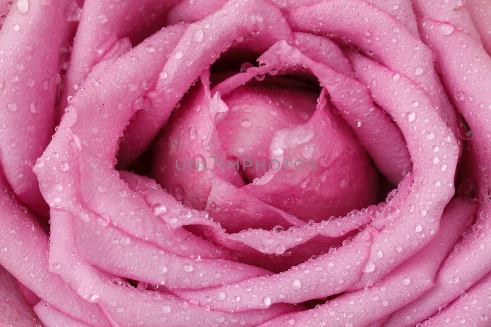 close up of violet rose