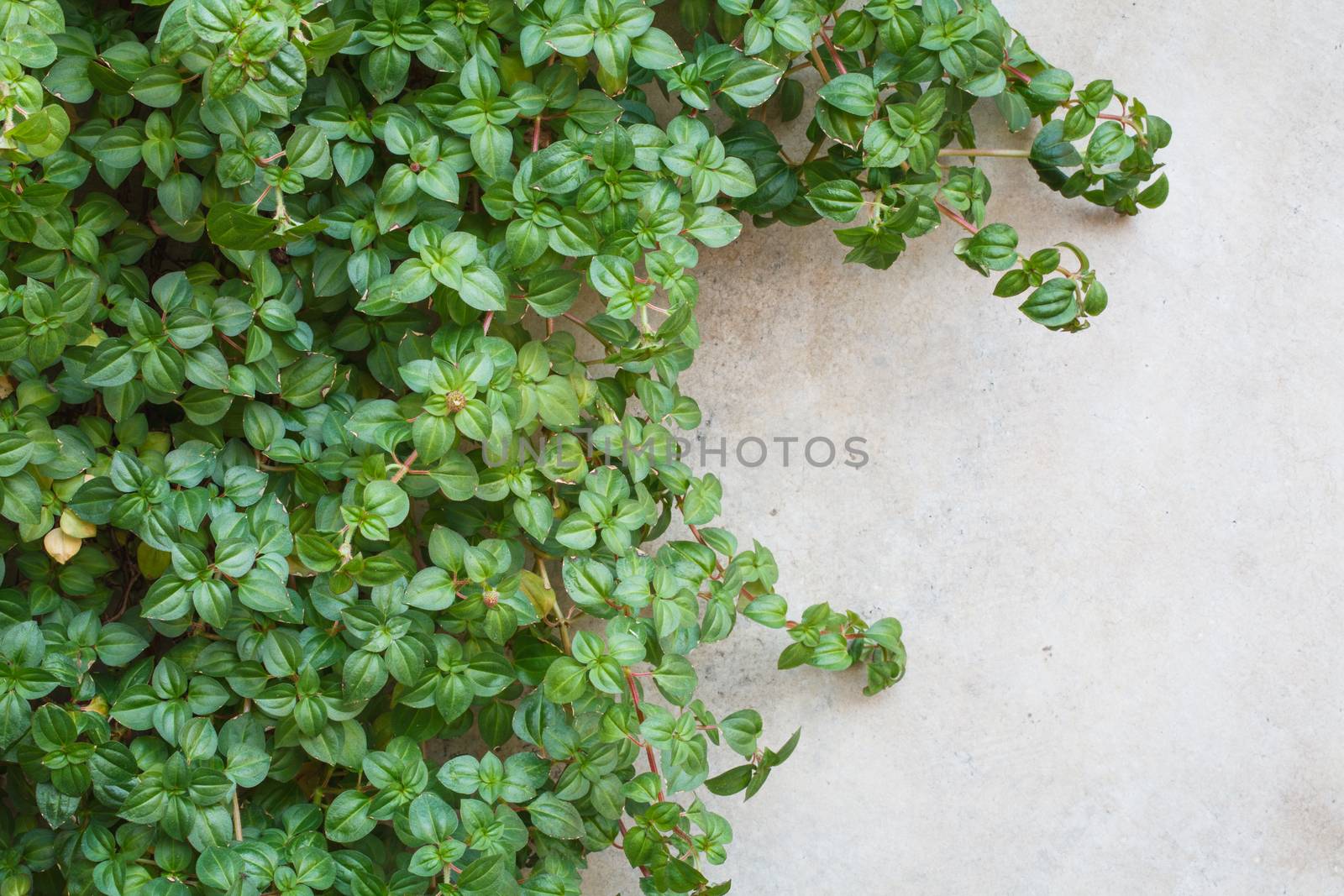 a ivy is grow up on a wall