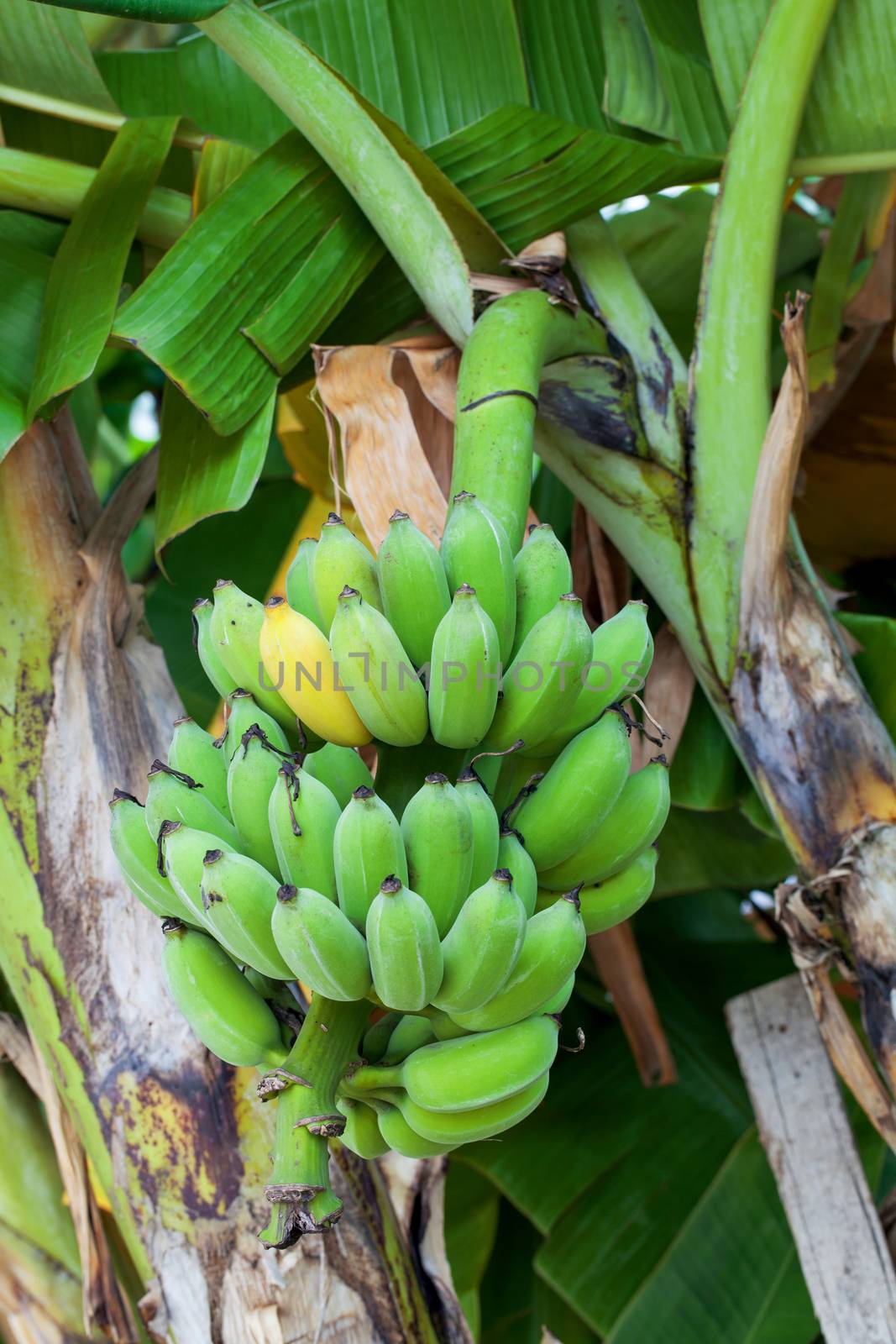 Bunch of ripening bananas on tree