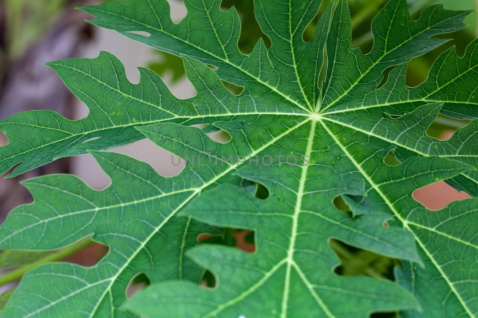 close up of plant leaf