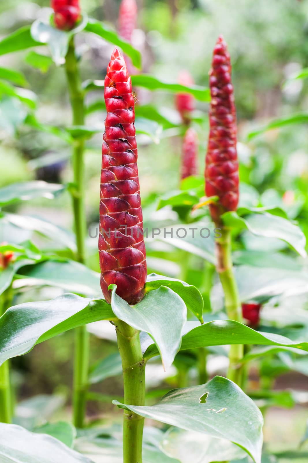 red top of plant in garden