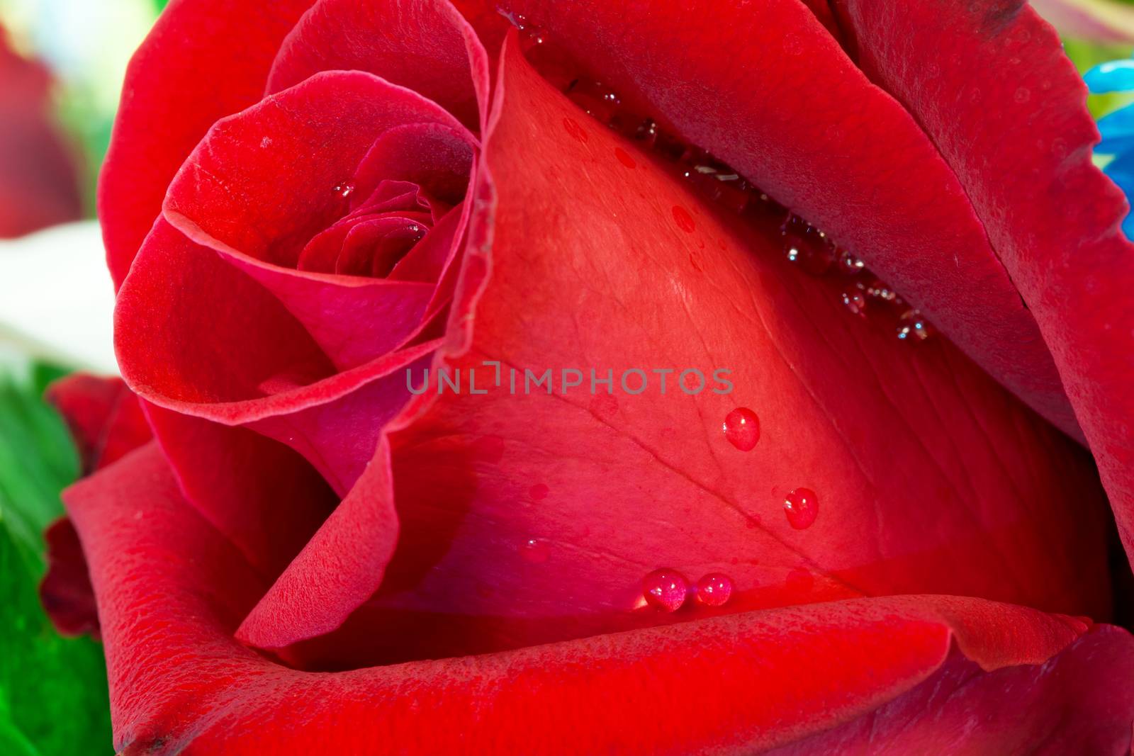 close up of wet red rose