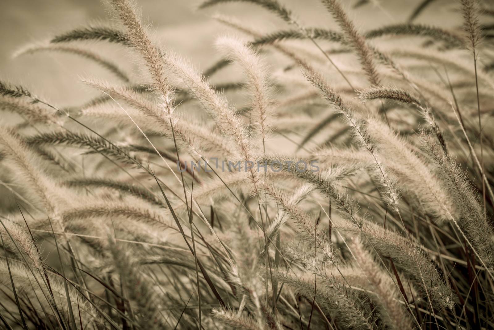 Purple Fountain Grass in windy