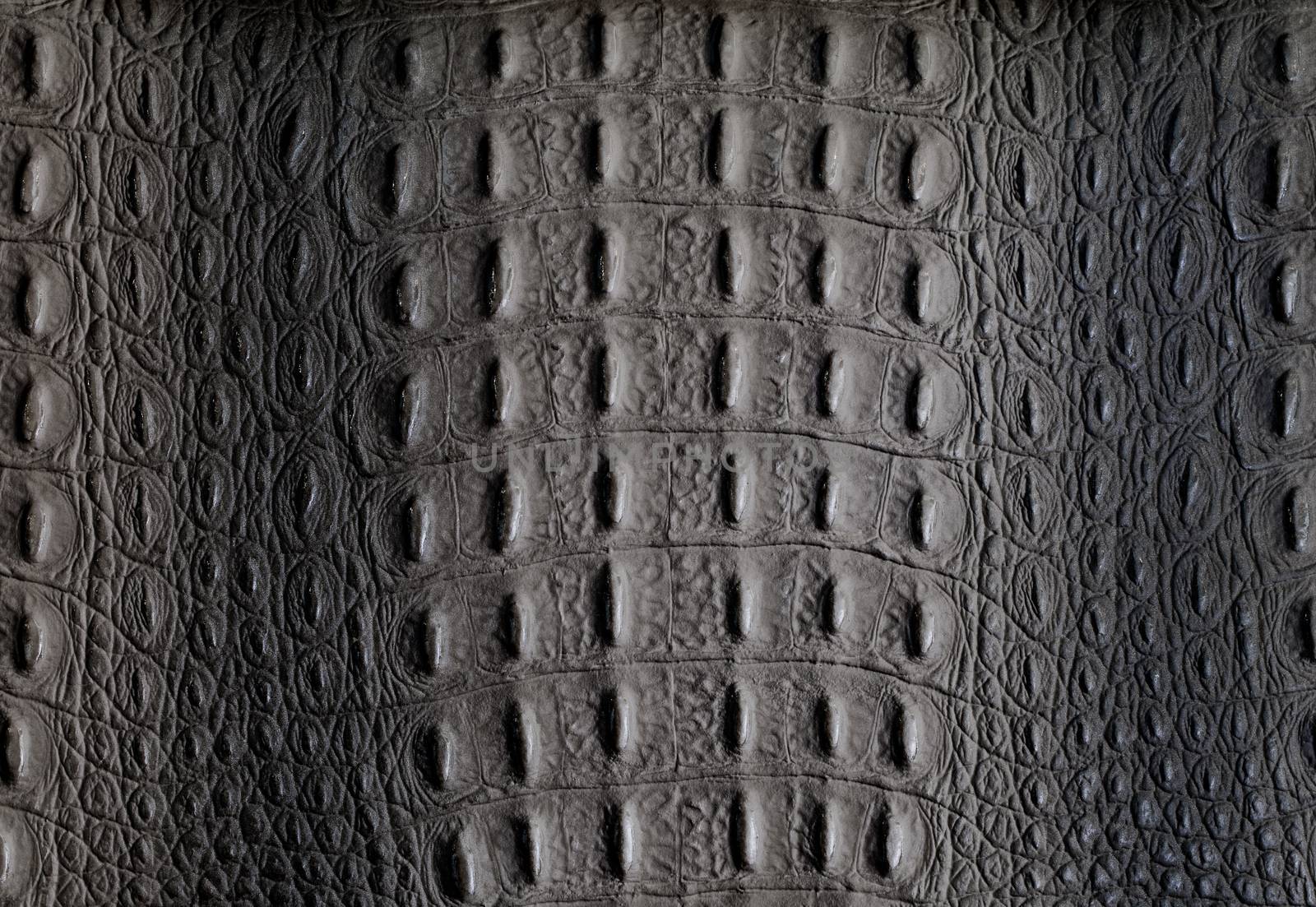 close up dark crocodile skin