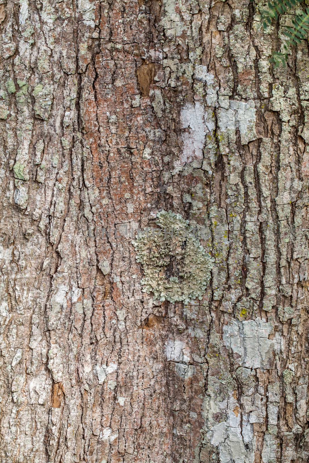 close up bark of tree