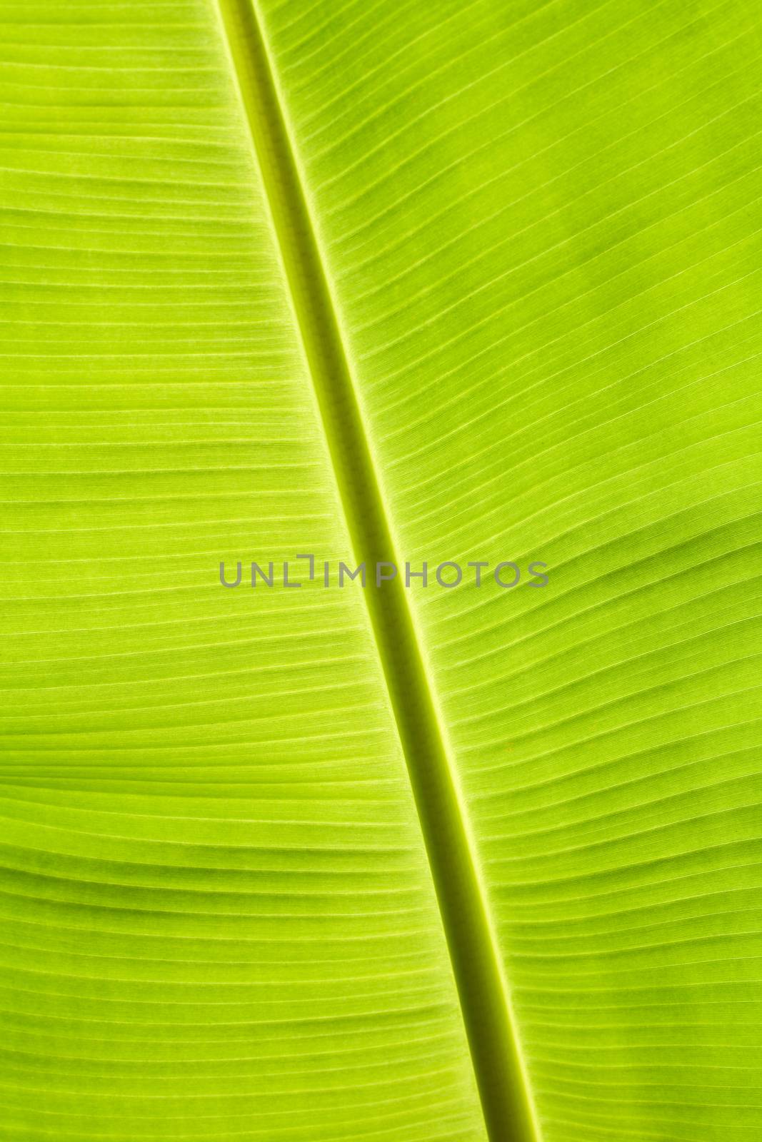 texture of green banana leaf