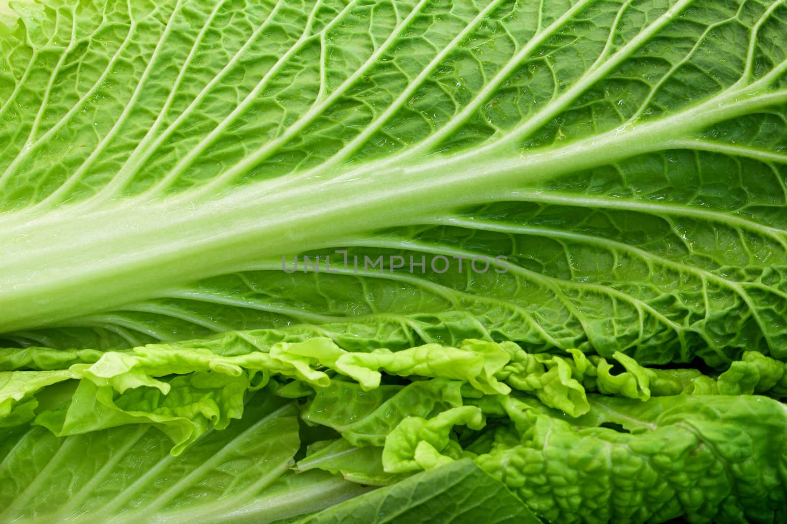 close up of green lettuce