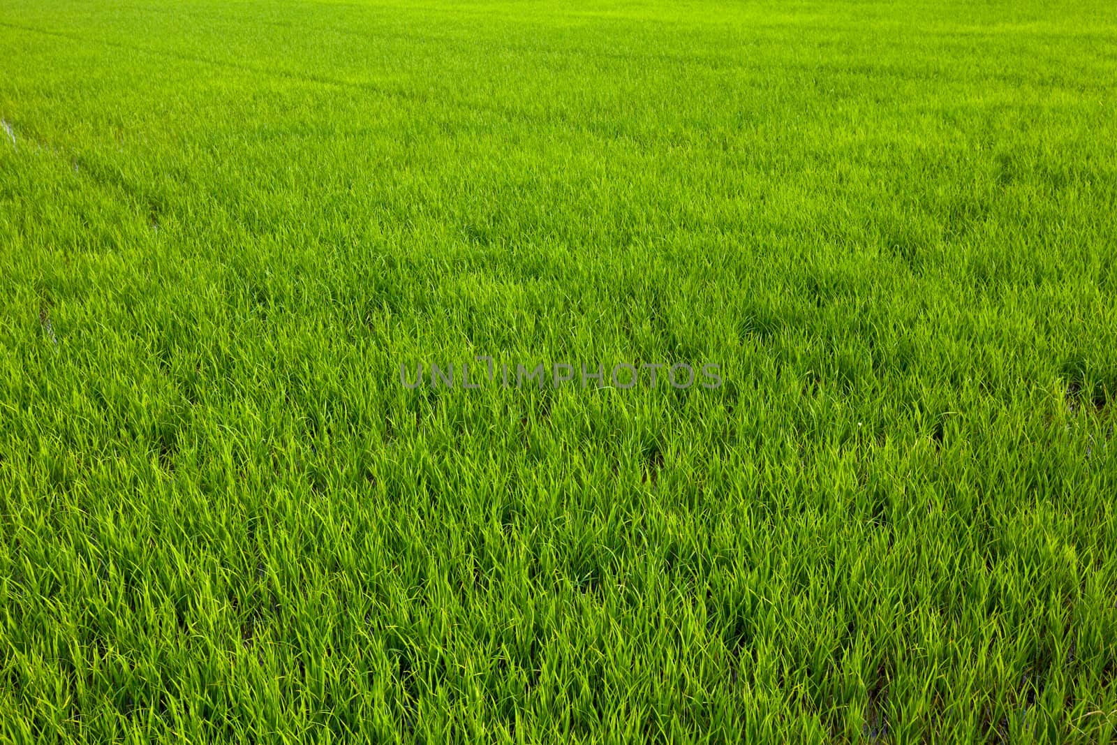 widespread green paddy in thailand