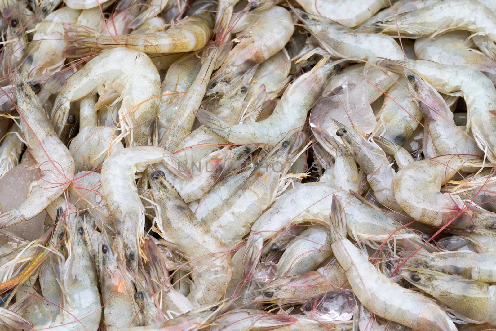 pile of prawns by darkkong