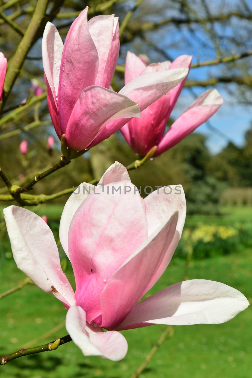 Pink Magnolia Flowers