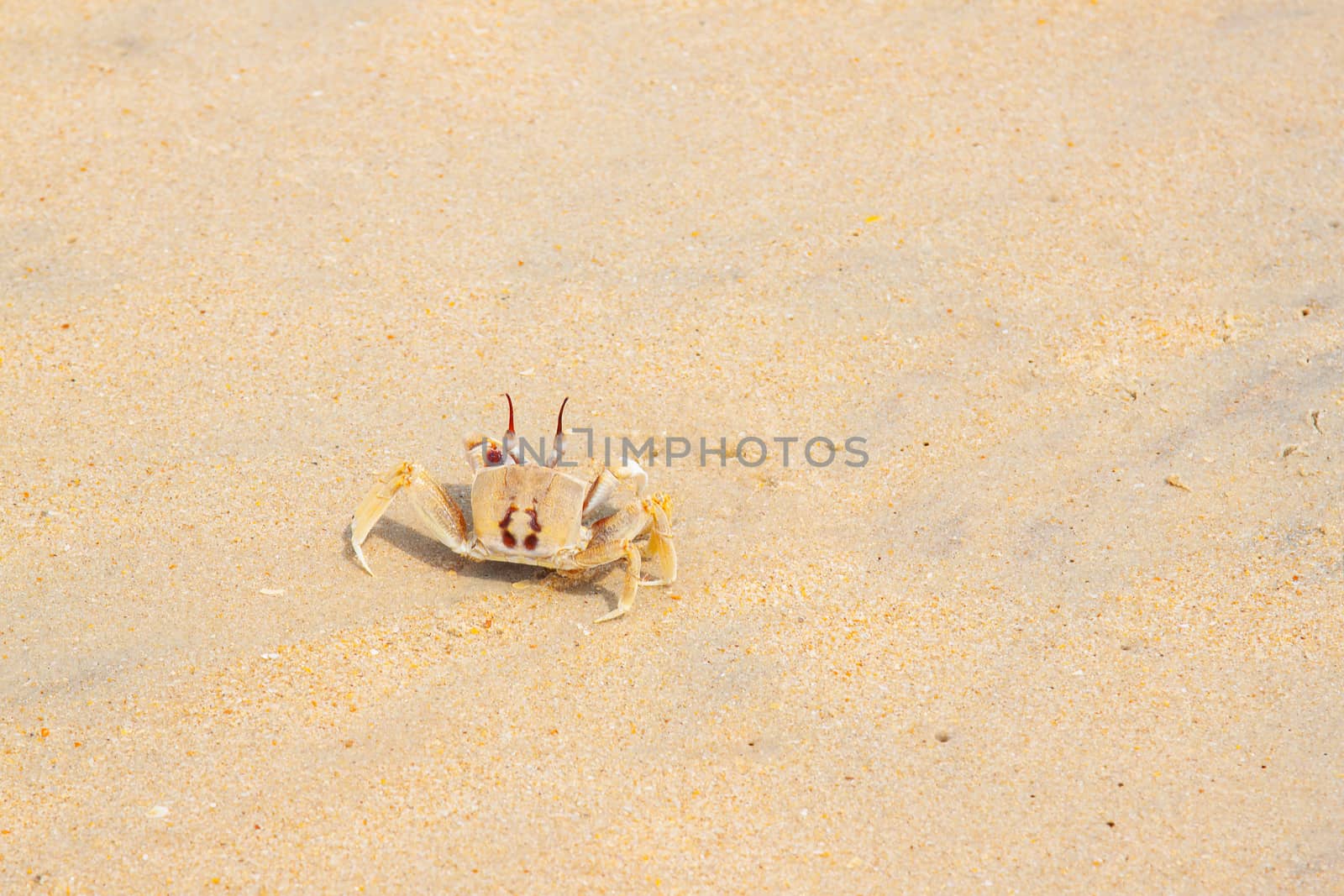 Bright Travel background with crab on seashore and free space