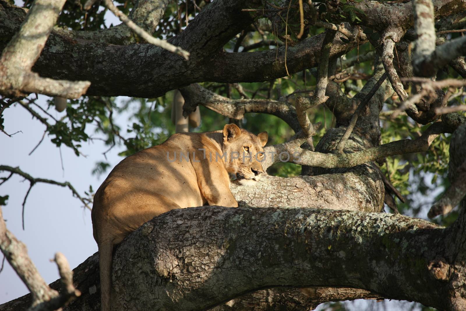 female lion on tree wild dangerous mammal africa savannah Kenya by desant7474