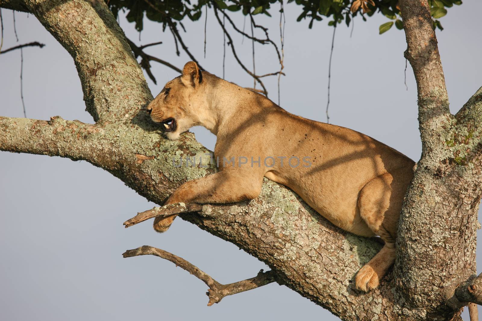female lion on tree wild dangerous mammal africa savannah Kenya by desant7474