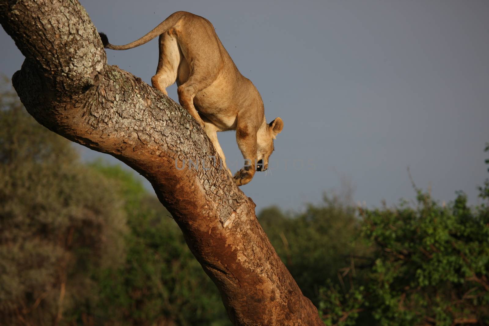 female lion on tree wild dangerous mammal africa savannah Kenya