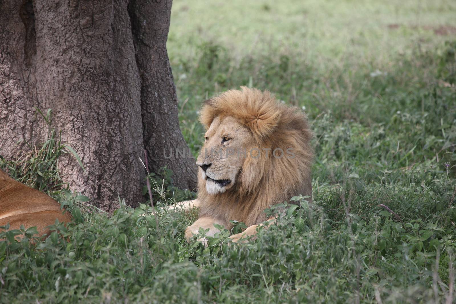 male lion wild dangerous mammal africa savannah Kenya by desant7474