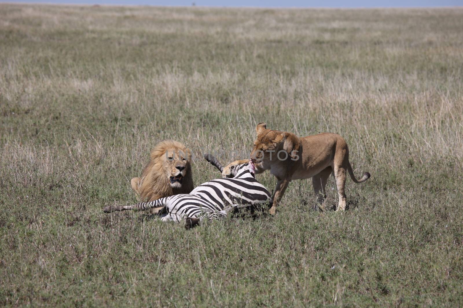couple lion eating zebra wild dangerous mammal africa savannah Kenya by desant7474