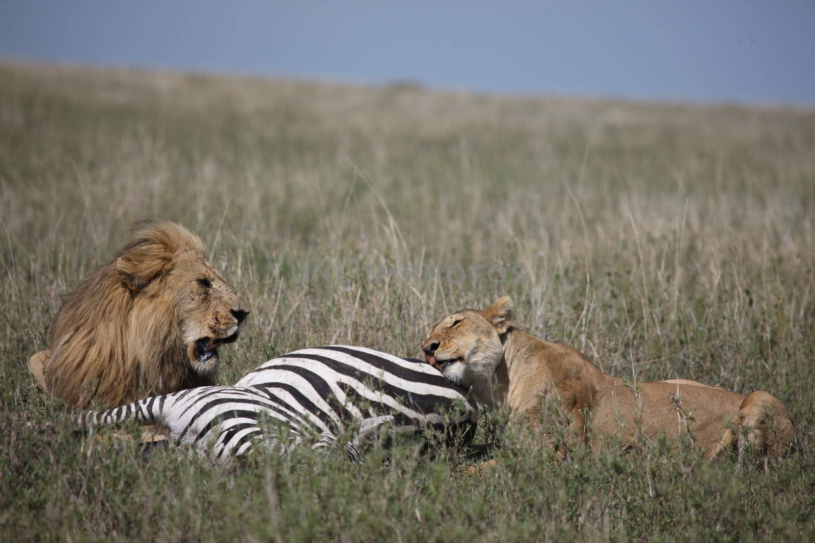 couple lion eating zebra wild dangerous mammal africa savannah Kenya by desant7474