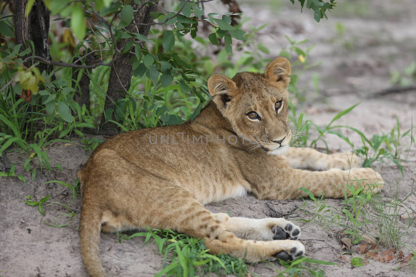 baby lion wild dangerous mammal africa savannah Kenya by desant7474