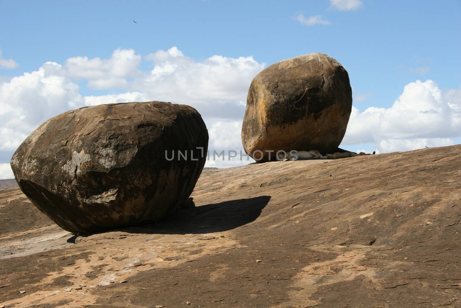 sleeping lion under rock wild dangerous mammal africa savannah Kenya by desant7474