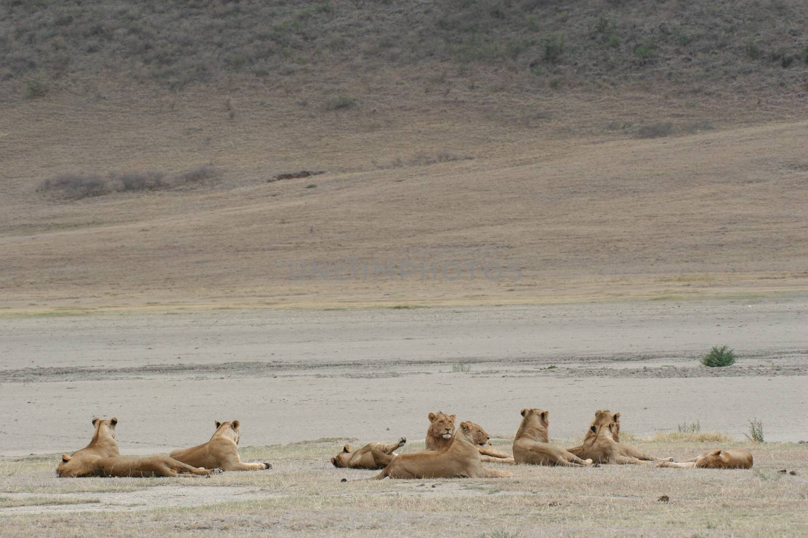 lion group wild dangerous mammal africa savannah Kenya by desant7474