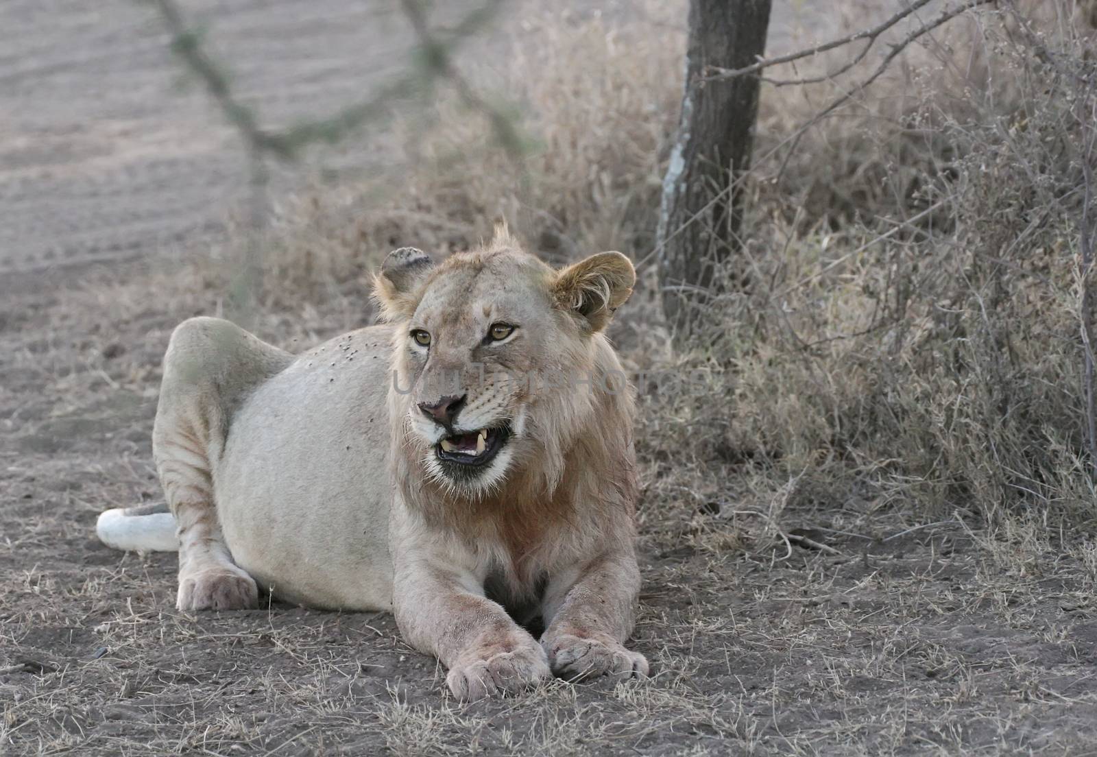 lion wild dangerous mammal africa savannah Kenya by desant7474